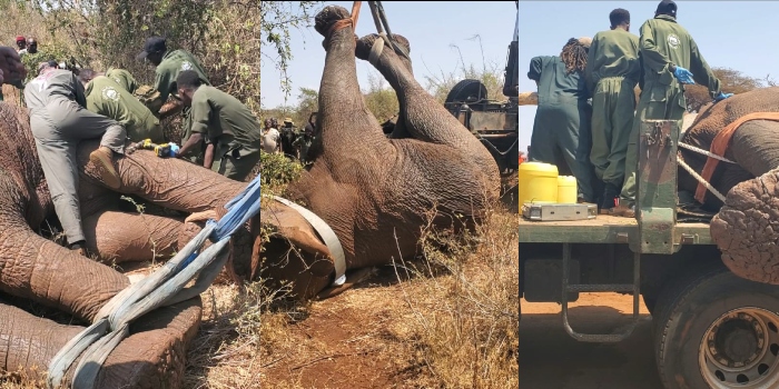 KWS Moves Elephants from Marsabit to Meru to Curb Human-Wildlife Conflict
